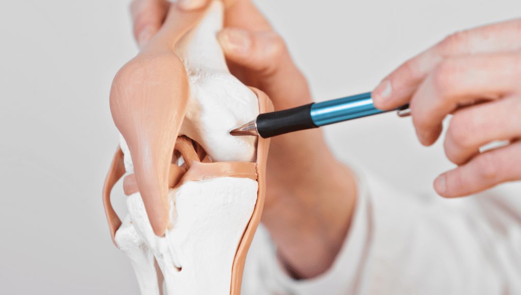 A person points with a pen at a detailed anatomical model of a human knee joint, illustrating bones, ligaments, and cartilage. The model is held with one hand while the other hand directs the pen towards a specific part of the knee structure.