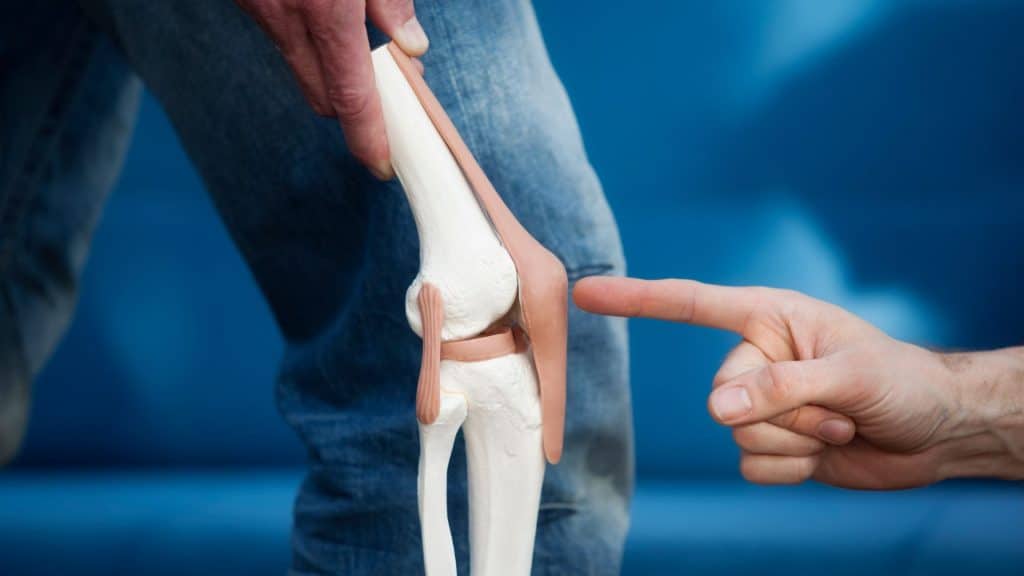 A person's finger points to a detailed anatomical model of a human knee joint, held up against the background of someone wearing jeans. The model displays the bones, ligaments, and cartilage structures of the knee.